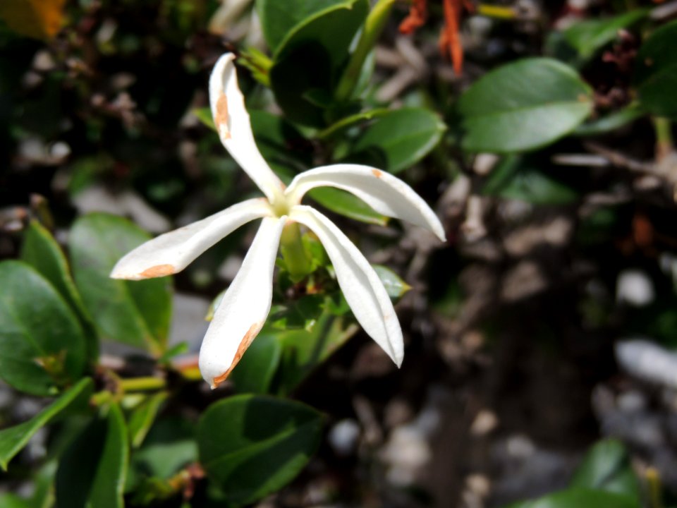 Carissa macrocarpa (Eckl.) A. DC. Apocynaceae.