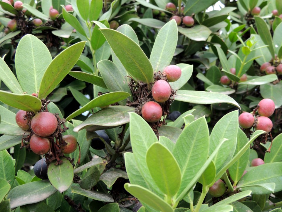 Acokanthera oppositifolia (Lam.) Codd. Apocynaceae.