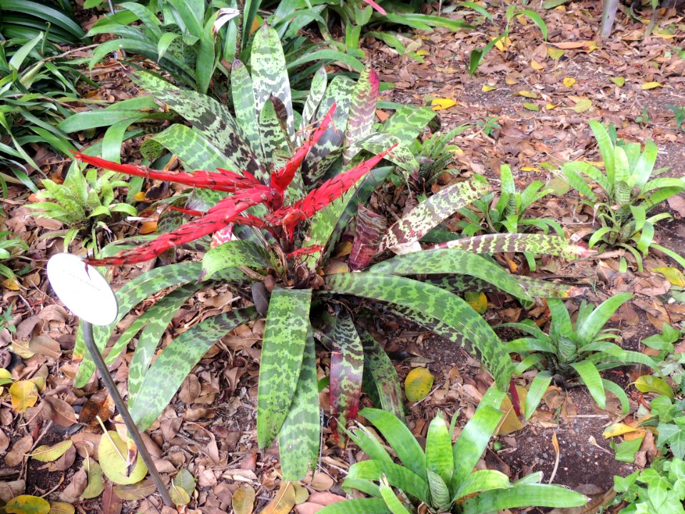 Vriesea glutinosa Lindl. Bromeliaceae. "Pluma de indio".