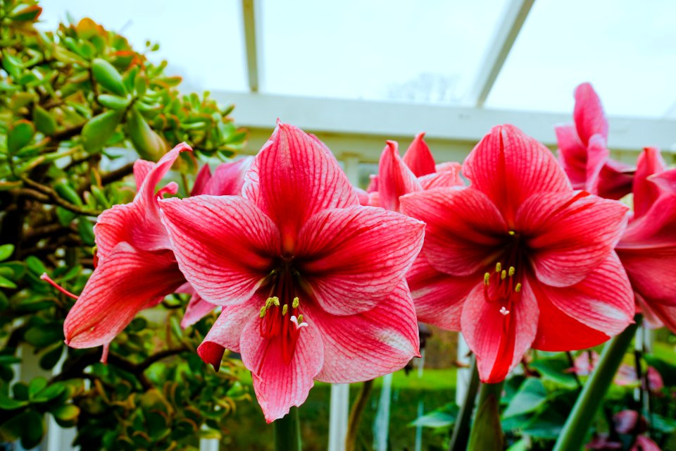 Walmer Castle Greenhouse Flowers