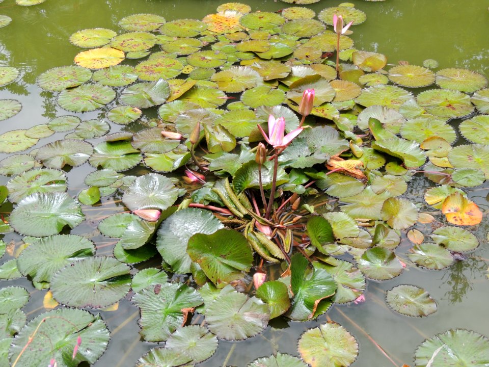 Nymphaea sp. Nymphaeaceae.