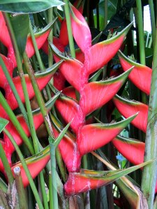 Heliconia bihai (L.) L. Heliconiaceae. "Bijao".
