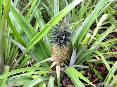 Ananas bracteatus (Lindl.) Schult. & Schult. f. Bromeliaceae. "Ananás, piña".