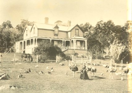 Ostrich Farm, possibly Auckland area c1906