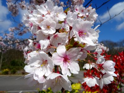 Blossom photo