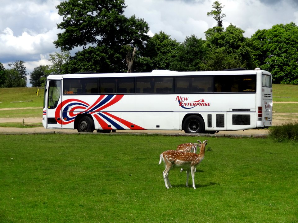 DEER & R906BKO