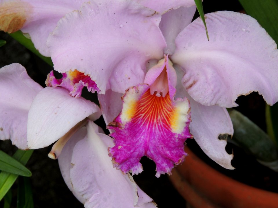 Cattleya sp. Orchidaceae.