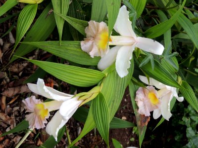 Sobralia sp. Orchidaceae.