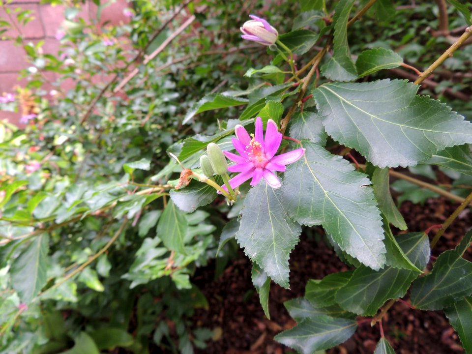 Grewia occidentalis L. Malvaceae.