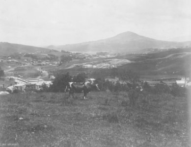 Borough of Green Island 1913