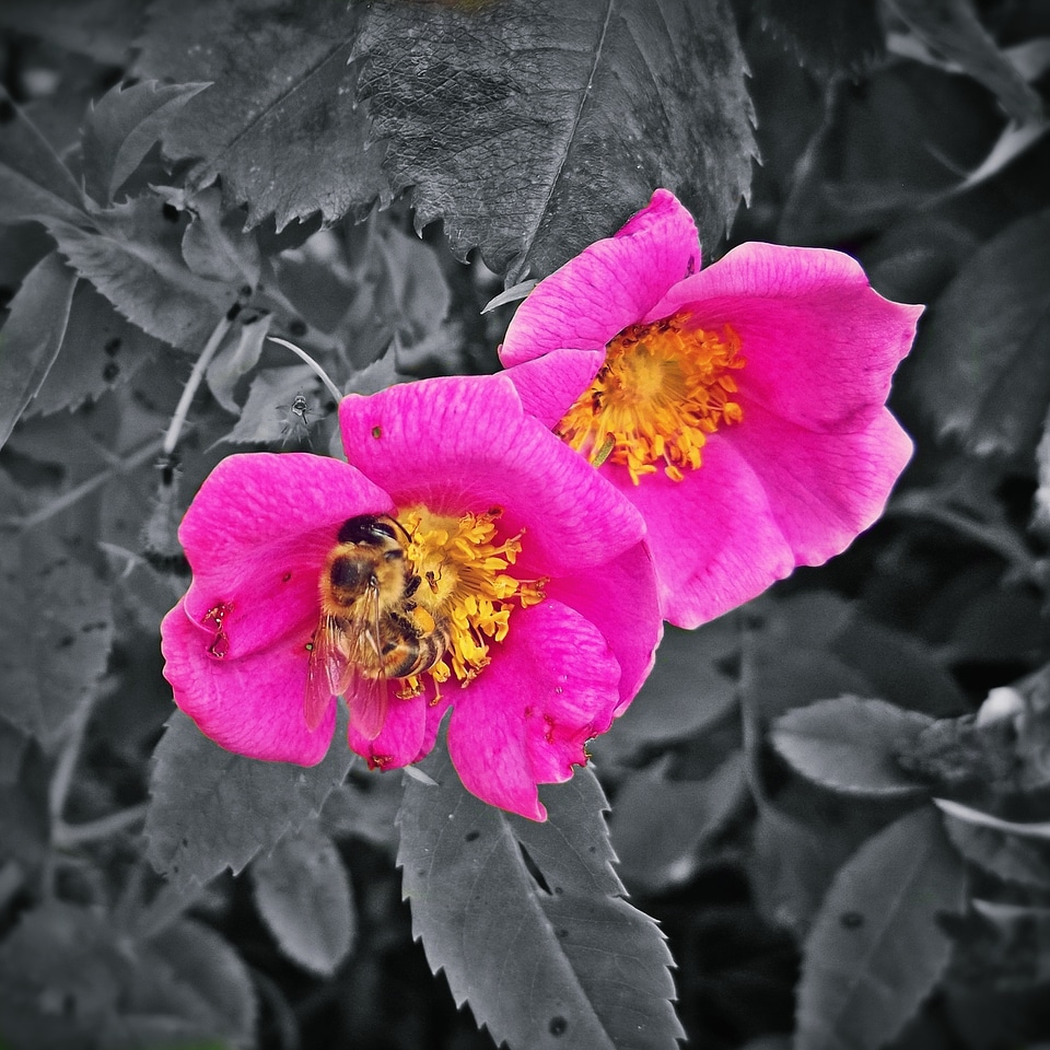Bloom pink plant