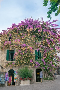 Architecture tourism flowers photo