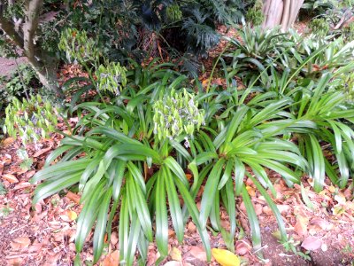 Agapanthus africanus (L.) Hoffmanns. Amaryllidaceae. "Flor del amor, lirio africano".