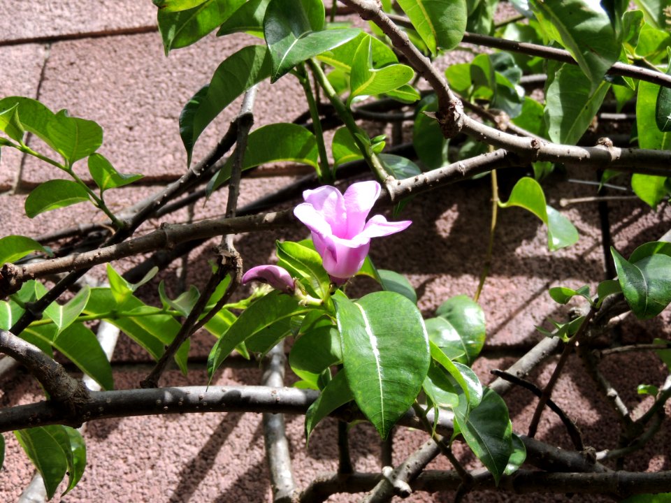 Cryptostegia madagascariensis Bojer ex Decne. Apocynaceae.