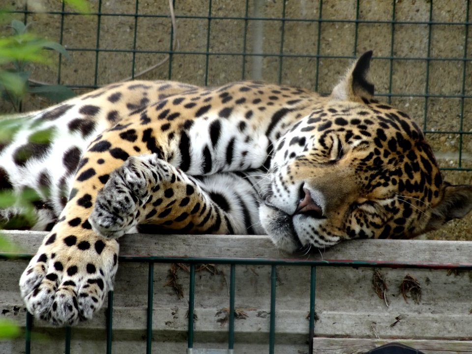 JAGUAR