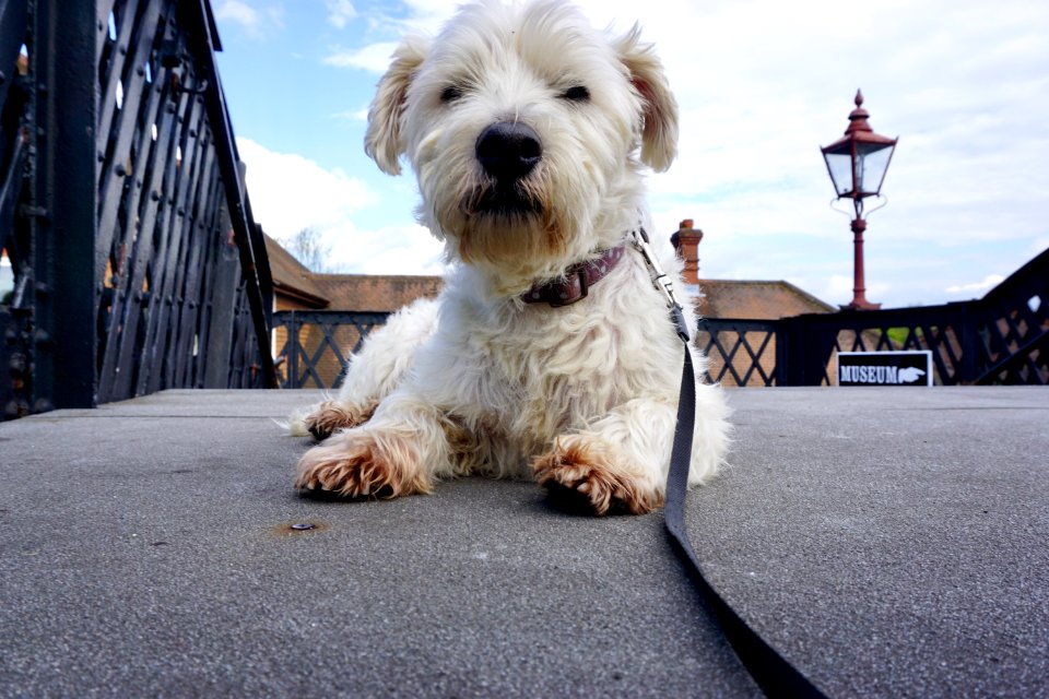 The Dog at The Bluebell Railway
