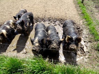 PIGS IN MUD