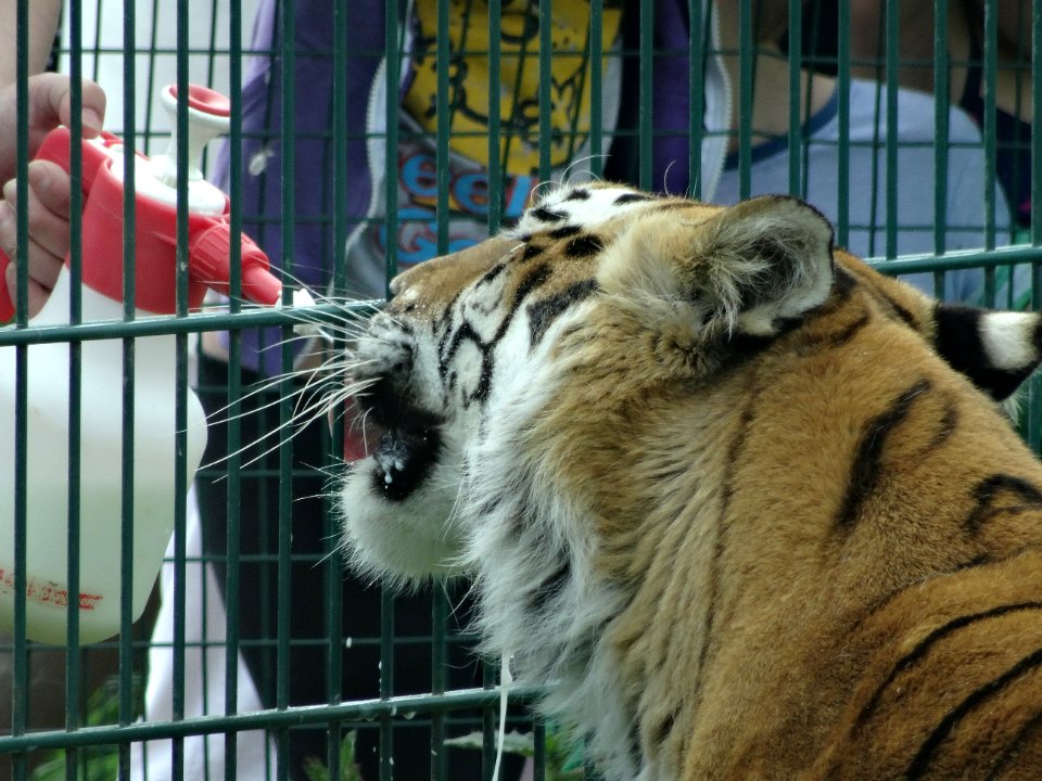 FEEDING A TIGER GOATS MILK