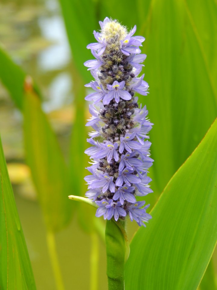 Monochoria hastata (L.) Solms. Pontederiaceae.