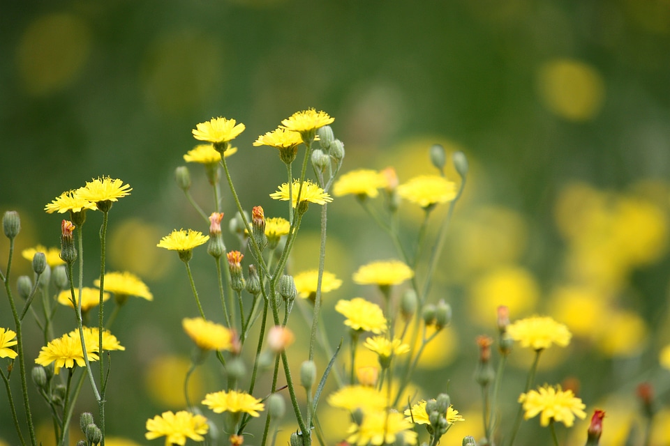 Flowers green yellow