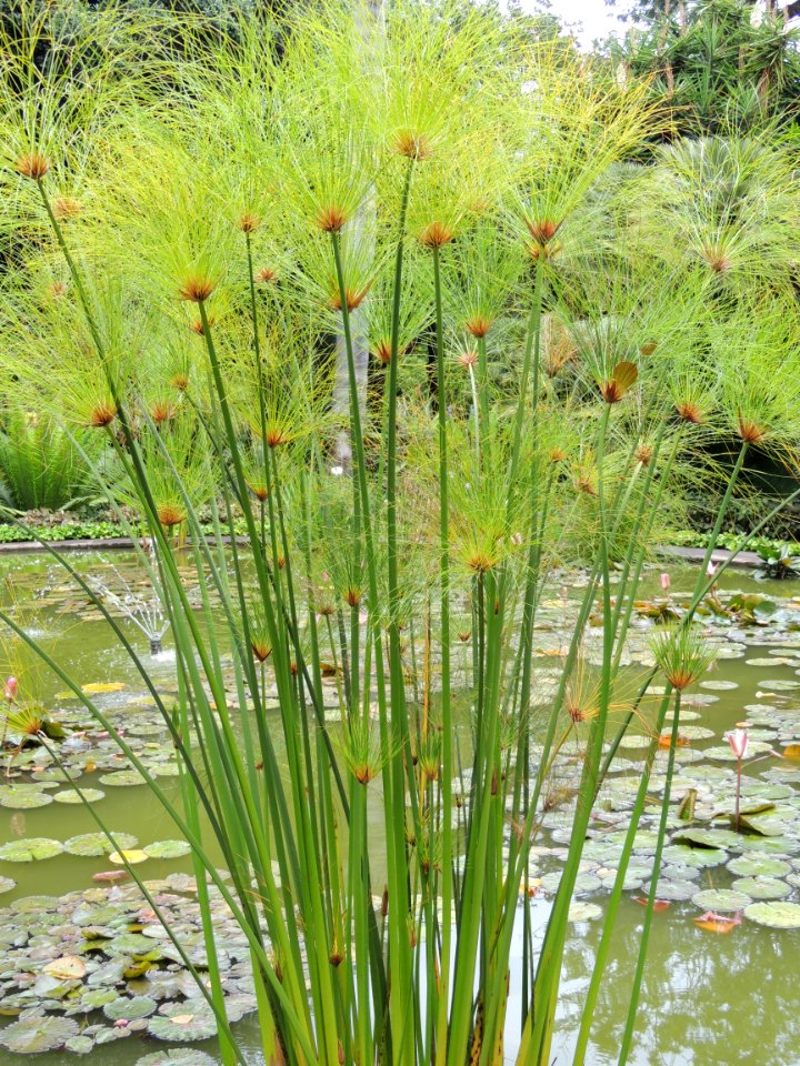 Cyperus papyrus L. Cyperaceae. "Papiro".