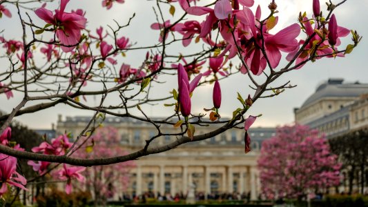 Palais Royal photo