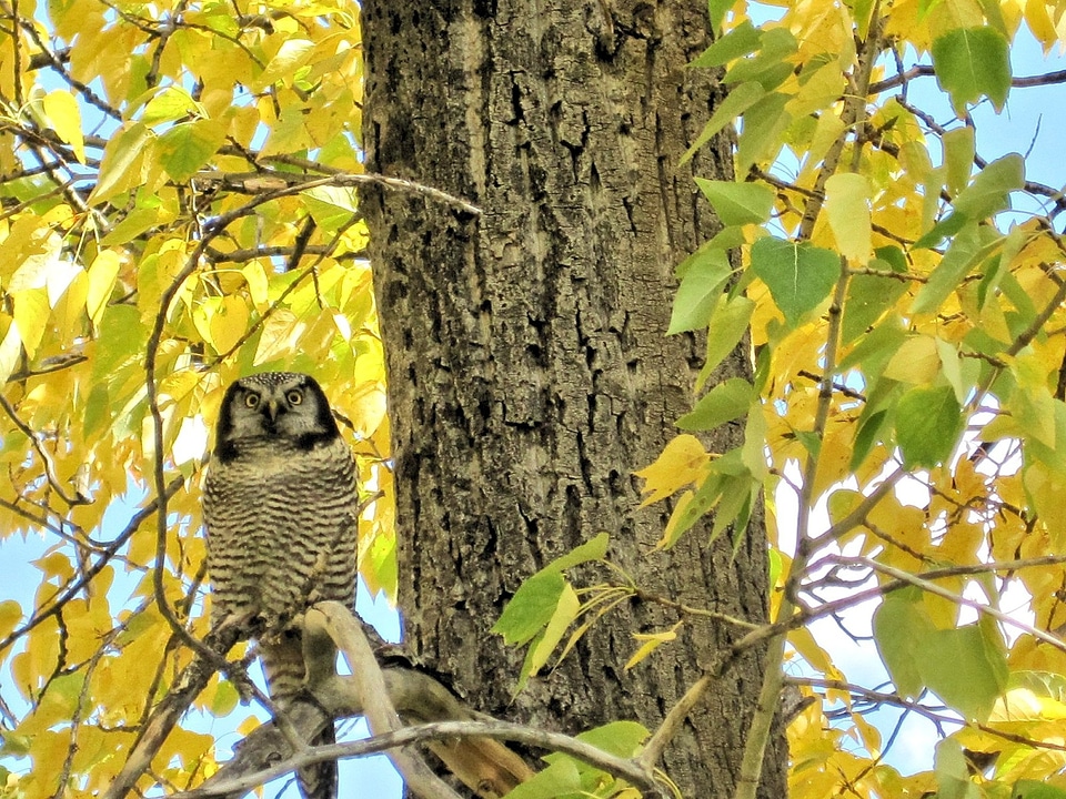 Alberta canada nature