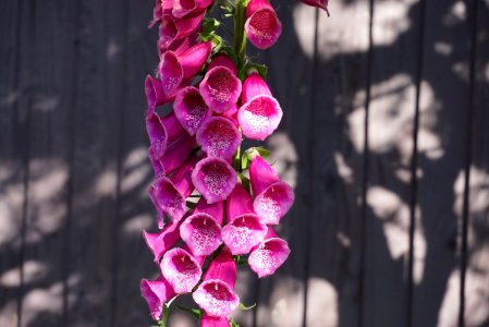 Foxgloves