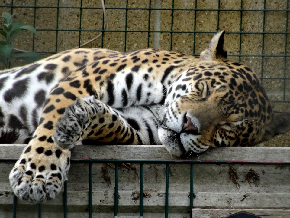 LAZING ON A SUNDAY AFTERNOON