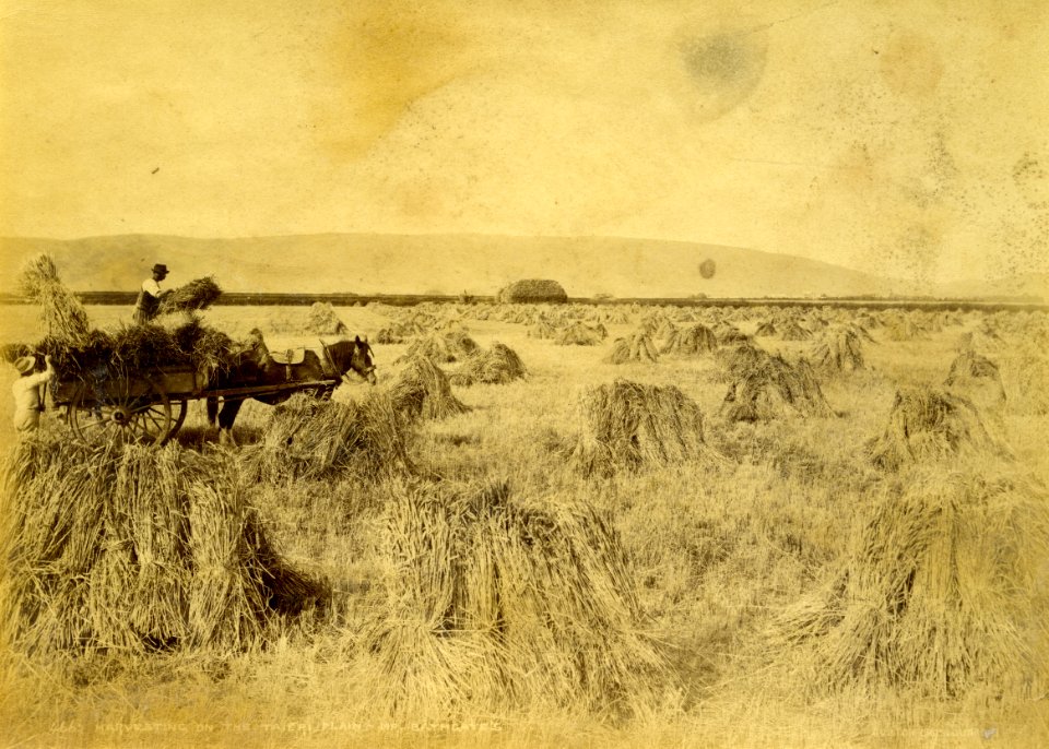 Mr Bathgate’s farm. Taieri Plain