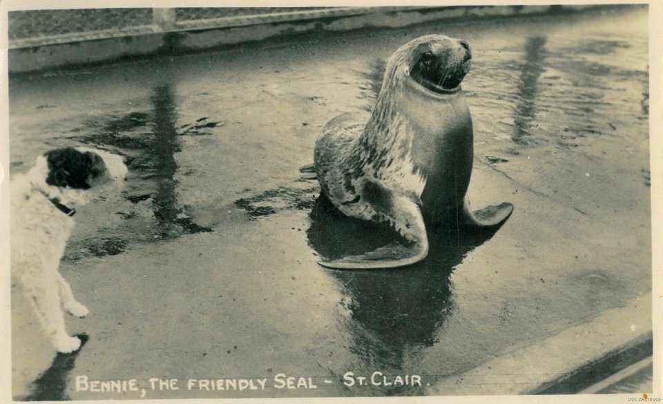 "Bennie - The Friendly Seal" St Clair postcard