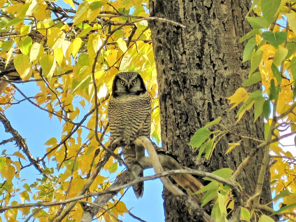 Alberta canada nature