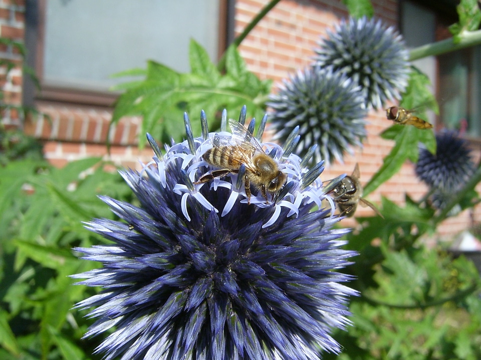 Thistle blossom bloom