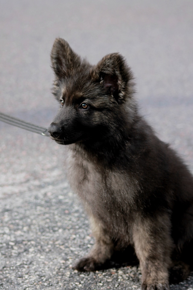 Puppy cute adorable