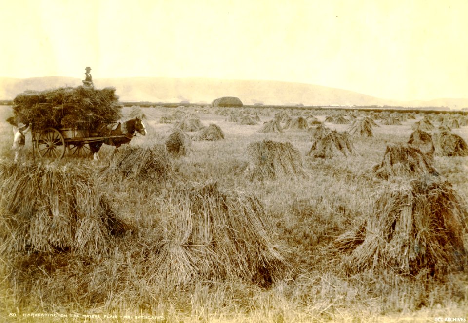 Harvesting on the Taieri - Mr Bathgate's 'Gowrie' Farm c1880s