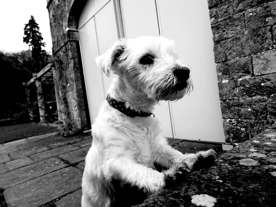 THE DOG