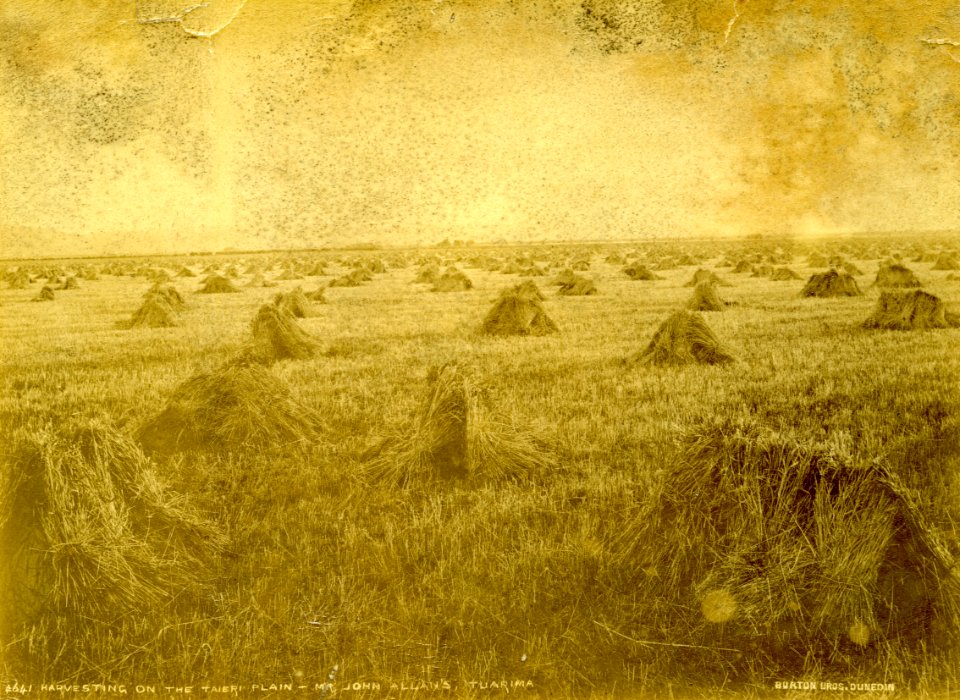 Mr John Allan’s farm, Tuarima, on the Taieri Plain