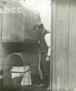 Demonstration of Animal Gas Chamber, Gasworks, c1920s photo