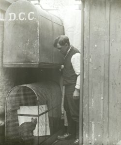 Demonstration of Animal Gas Chamber, Gasworks, c1920s