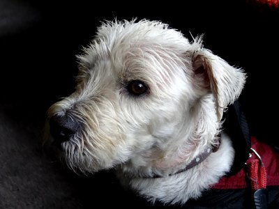 THE DOG ON THE TRAIN photo