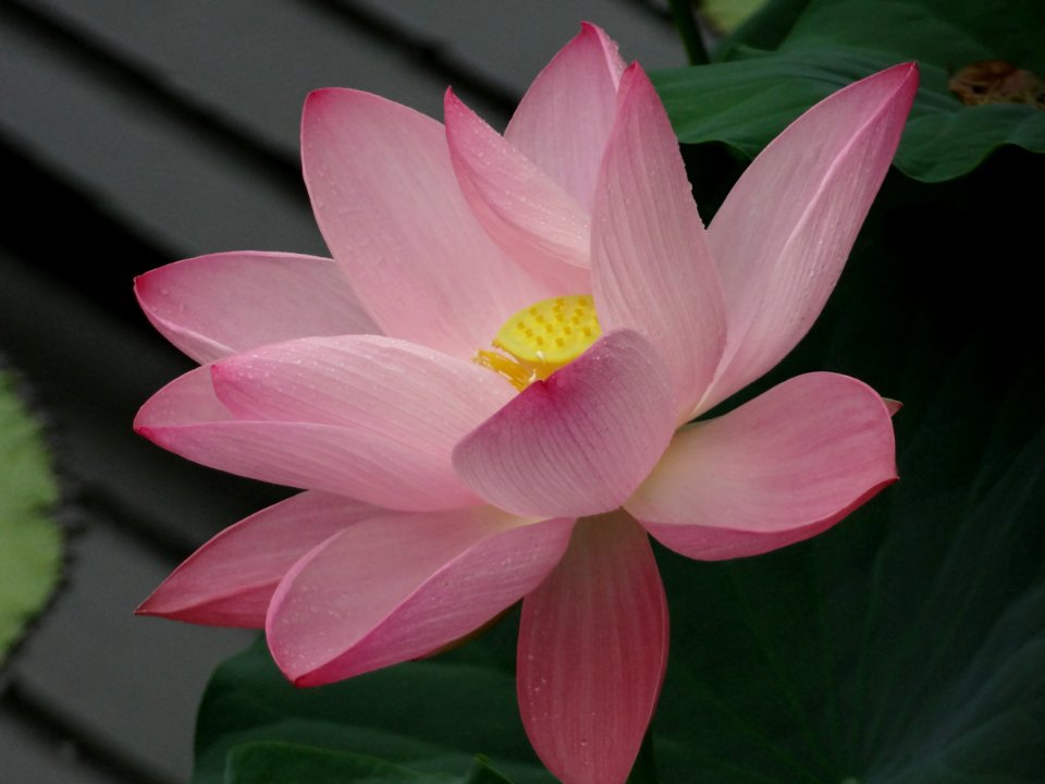 WATER LILLY KEW GARDENS photo