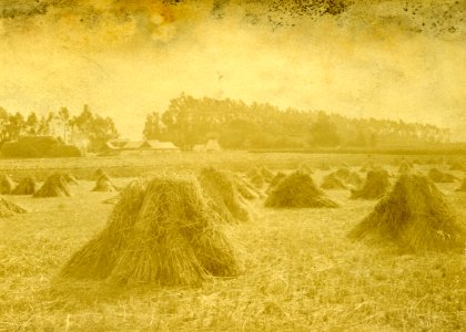 Mr Kirkland’s farm, Elm Grove, Taieri Plain