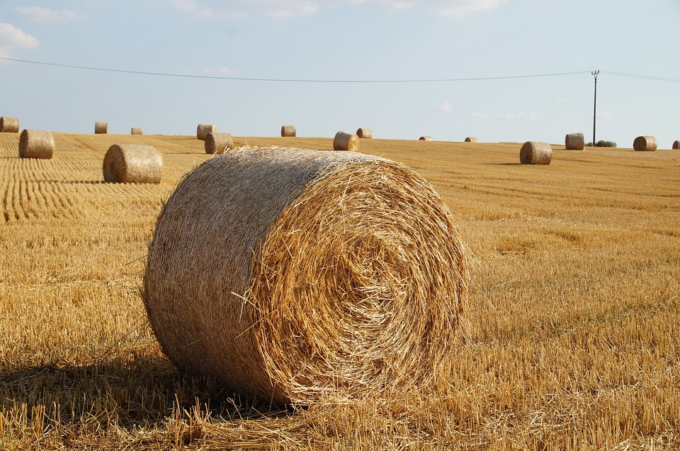 Field harvest grain lany