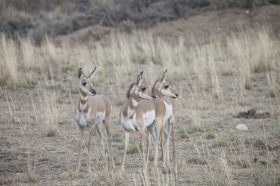 Wildlife animal country