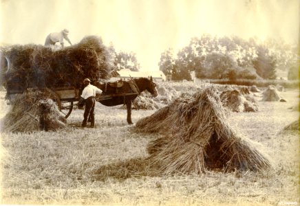 Harvesting on the Taieri - Mr Kirkland's Elm Grove Farm c1880s