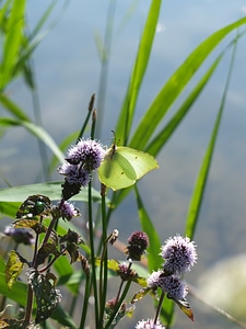 Summer animal water mint