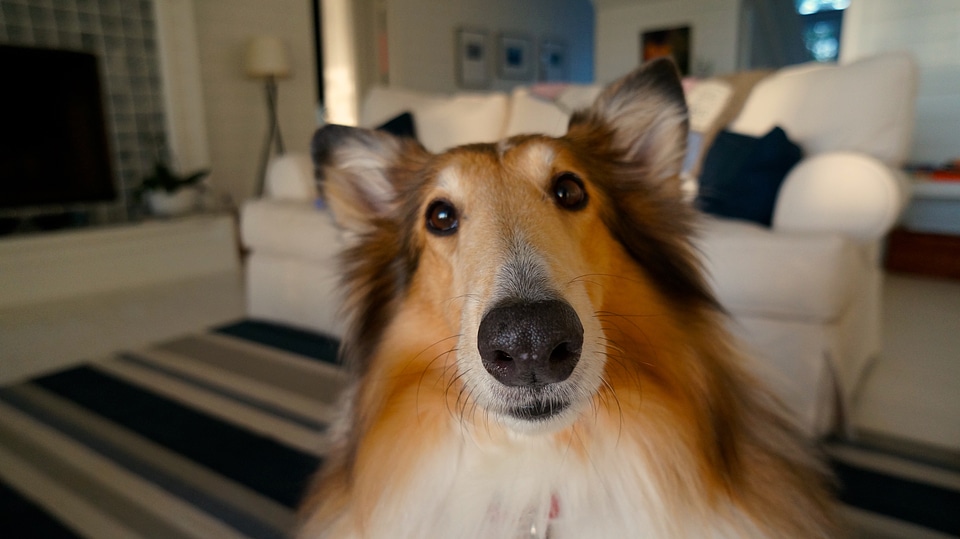 Doggy little happy