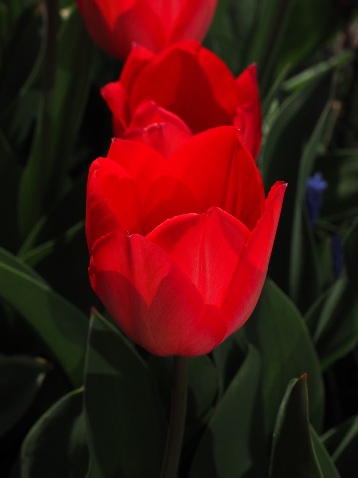 Spring close up colorful