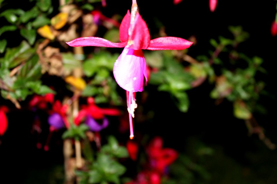 Fuchsia Flower at night