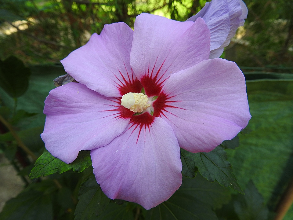 Bloom close up light purple